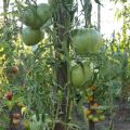 Description de la variété de tomate Votre Majesté, caractéristiques de culture et d'entretien