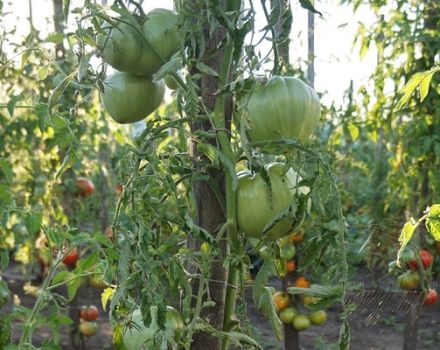 Description de la variété de tomate Votre Majesté, caractéristiques de culture et d'entretien