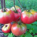 Caractéristiques et description de la variété de tomate Mikado, son rendement