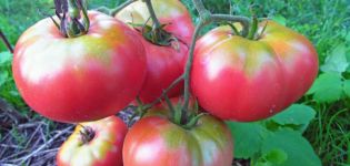 Ciri dan keterangan mengenai varieti tomato Mikado, hasilnya