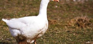 Description and characteristics of geese of the Bashkir breed, rules for their breeding