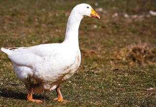 Description and characteristics of geese of the Bashkir breed, rules for their breeding