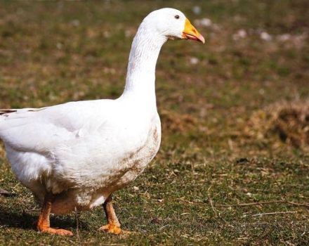 Description and characteristics of geese of the Bashkir breed, rules for their breeding