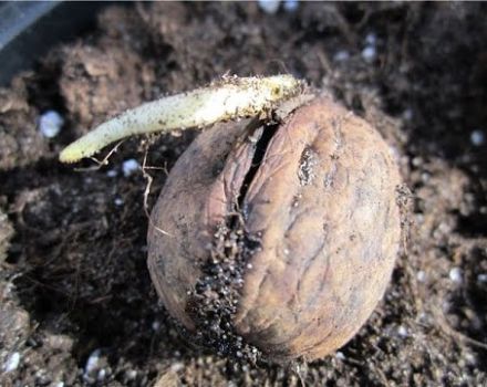 How to plant and grow a walnut, rules of care and methods of reproduction