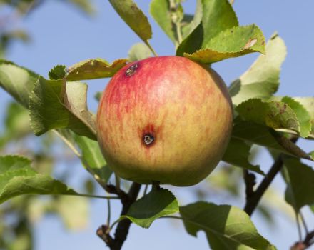 How to deal with wormy apples and when to spray, processing rules