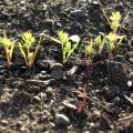 Quand planter des carottes en hiver pour le stockage