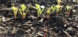 Quand planter des carottes en hiver pour le stockage