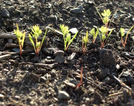 Quand planter des carottes en hiver pour le stockage