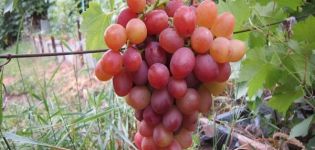 Description of the grape variety Libya, ripening dates and features of cultivation and reproduction