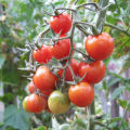 Caractéristiques et description de la variété de tomate Anastasia, son rendement