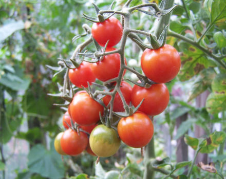 Características y descripción de la variedad de tomate Anastasia, su rendimiento.