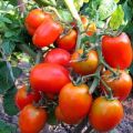 Characteristics and description of the tomato variety Miracle of the lazy, its yield