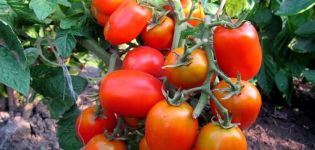 Características y descripción de la variedad de tomate Milagro de los perezosos, su rendimiento.