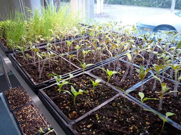 tomato seedlings