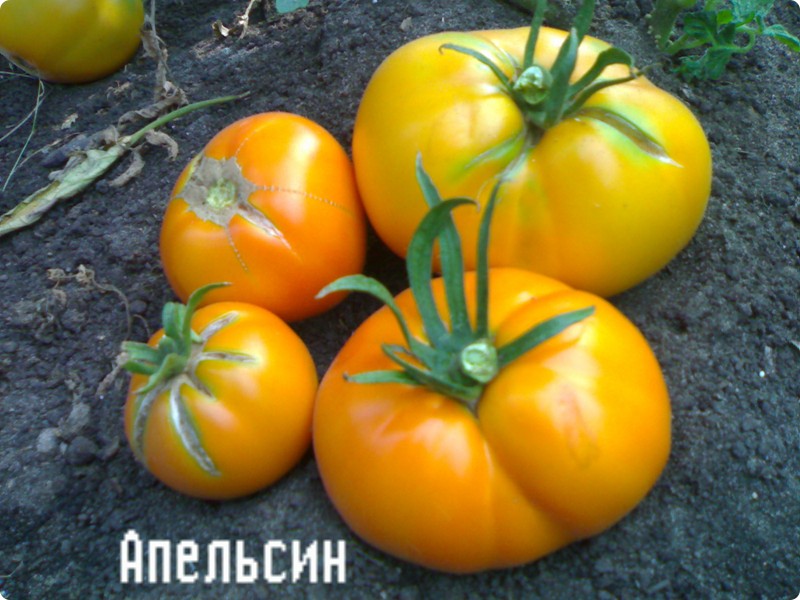 tomate naranja en el jardín