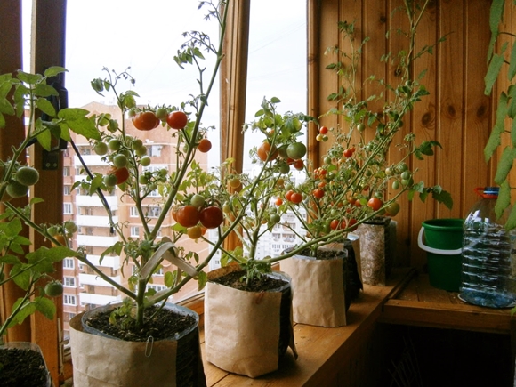 les tomates poussent sur le rebord de la fenêtre