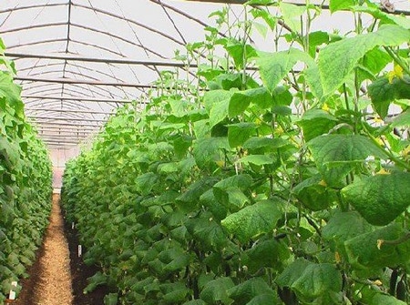 cucumbers in the greenhouse