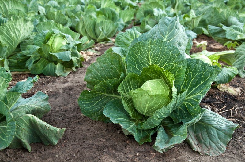 cabbage in the garden