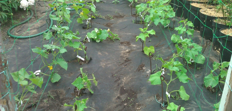 mulching cucumber