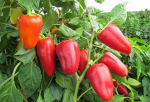 Planting, cultivation technology and care for peppers in the open field