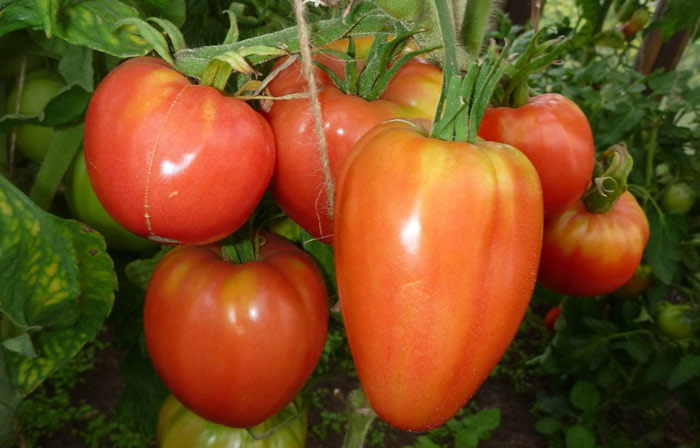 tomato nobleman in the garden