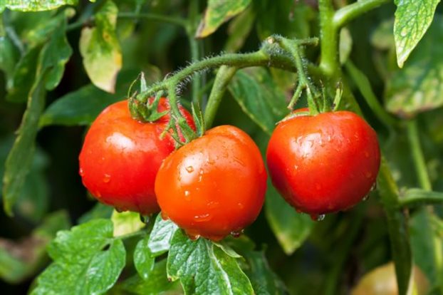 tomatoes on a branch