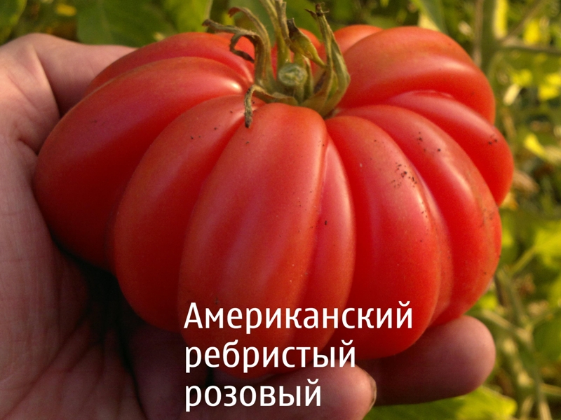 Amerikanong rosas na ribed tomato