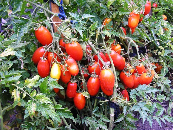 american silver spruce tomato