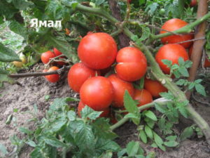 Características y descripción de la variedad de tomate Yamal, su rendimiento.