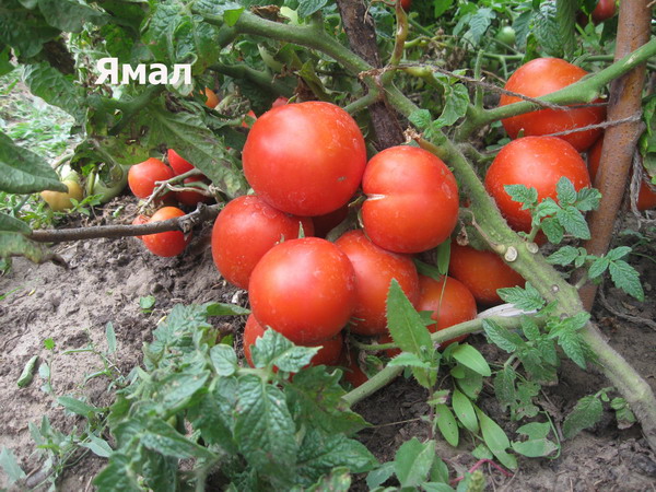 Tomate Yamal dans le jardin