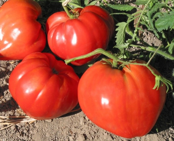 tomate coq rouge dans le jardin