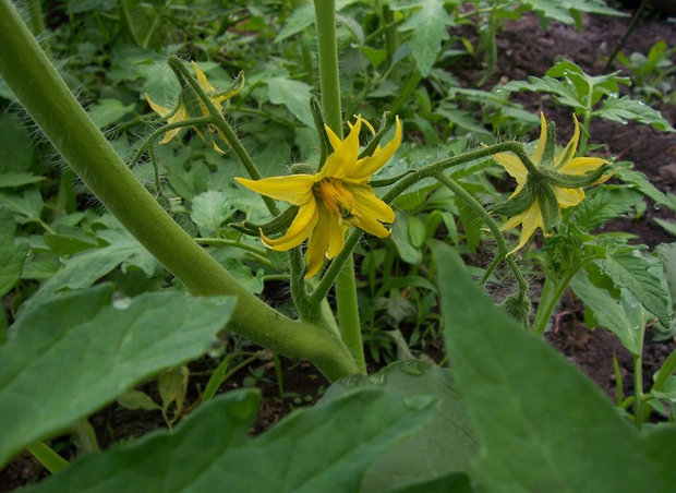 el tomate Tretyakov está en flor