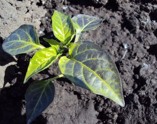 purple leaves of the pepper in the garden