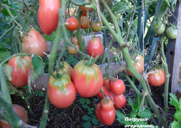 parsley tomato in the garden