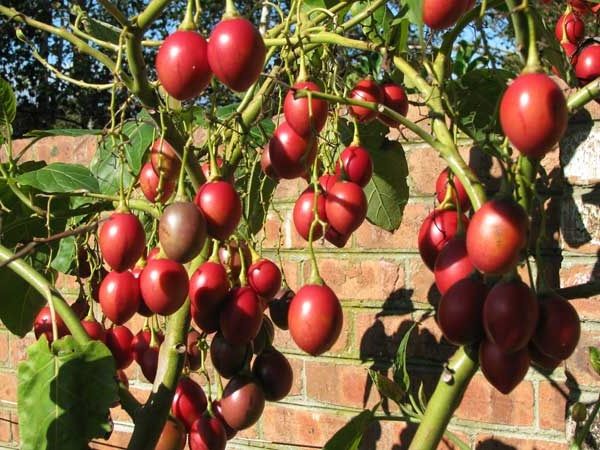 tomate arbre tamarilo