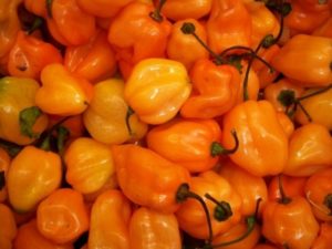 Habanero-pippurin kasvattamisen ominaisuudet ja salaisuudet kotona