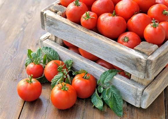 Tomate Tretyakovsky dans une boîte