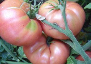 Caractéristiques et description de la variété de tomate Pink Elephant et son rendement