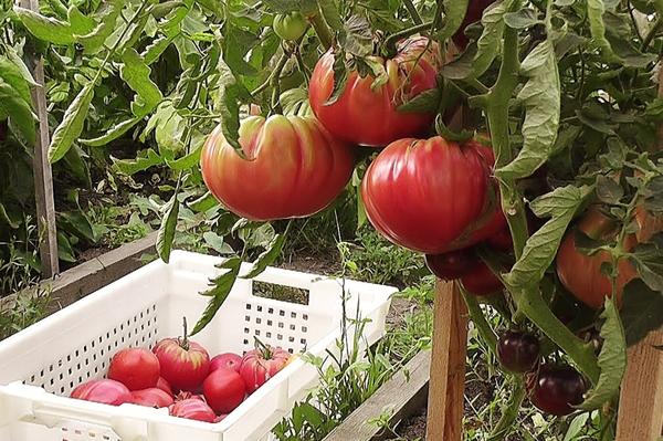 tomates grandes en el jardín