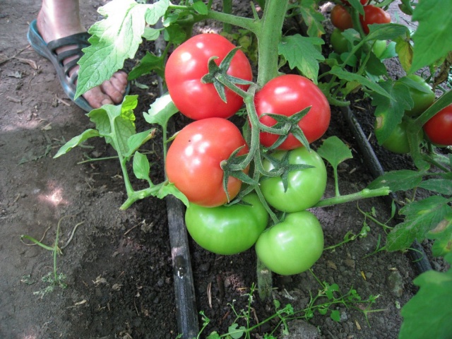 merah jambu tomato berdaging