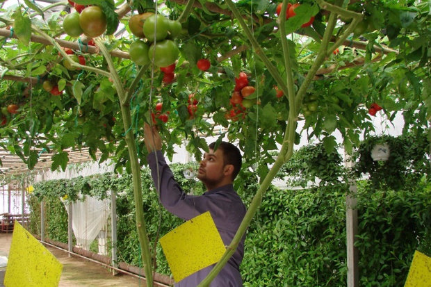 pinching a tomato tree