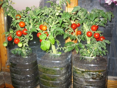 tomate en el balcon