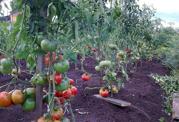 tierra milagrosa de tomate en el sitio