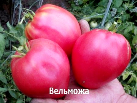 l'apparence d'une tomate noble