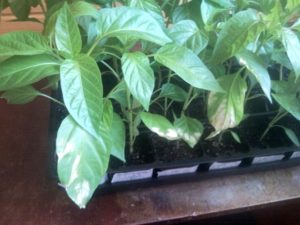 Why did the pepper leaves turn white after planting in the ground or greenhouse and what to do