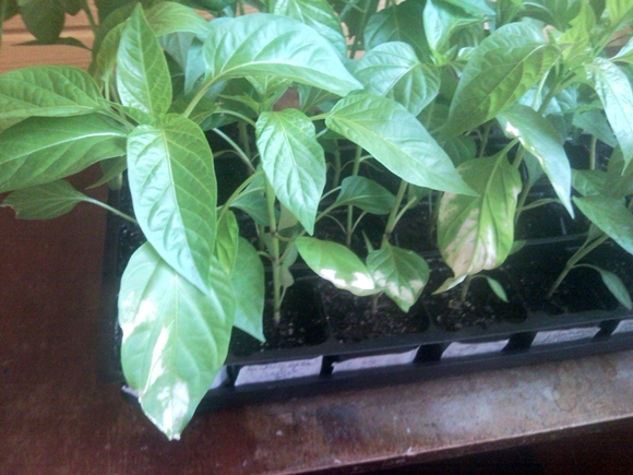 white pepper leaves