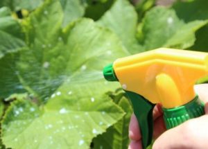 Cuándo y qué fertilizantes usar para alimentar pepinos en un invernadero.