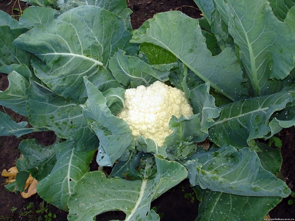 una cabeza de coliflor