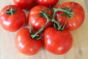 Ciri dan keterangan mengenai varieti tomato Blagovest, hasilnya