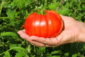 Descripción de la variedad de tomate Beefsteak y sus principales características